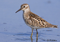 Calidris minutilla